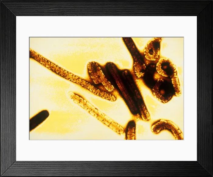 Framed Print : Marburg Virus (TEM) Framed Print : Marburg Virus (TEM)
