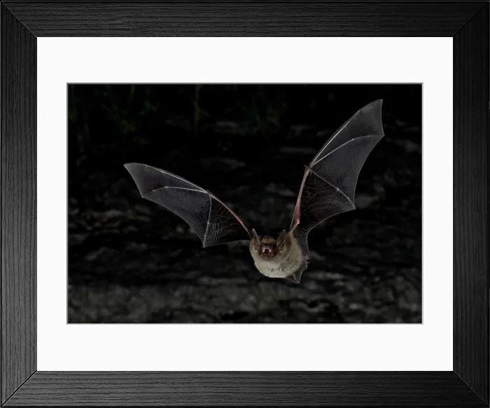 Framed Print : Cave Myotis Bat (Myotis velifer) Framed Print : Cave Myotis Bat (Myotis velifer)