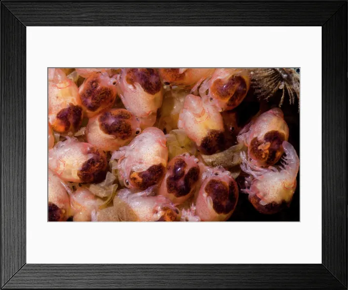 Framed Print : Midget Crayfish (Faxonius nana) Framed Print : Midget Crayfish (Faxonius nana)