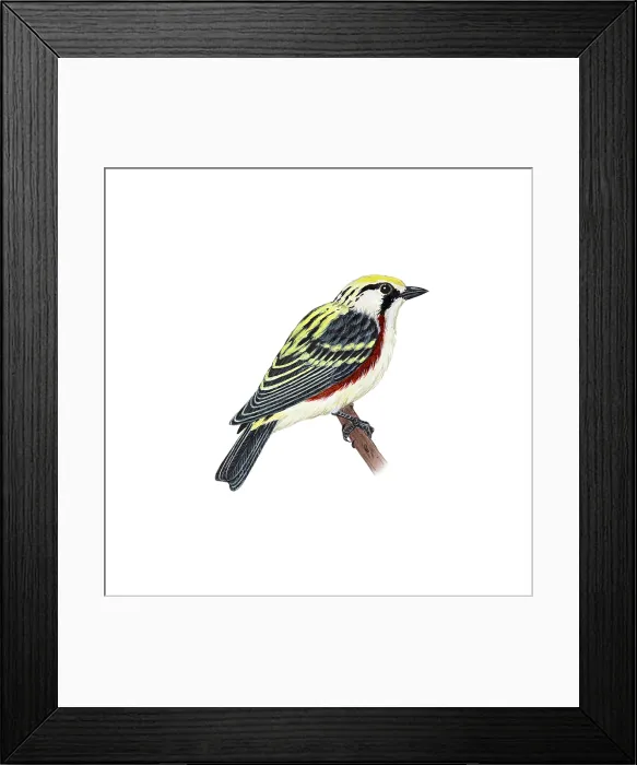Framed Print : Chestnut-sided Warbler Framed Print : Chestnut-sided Warbler