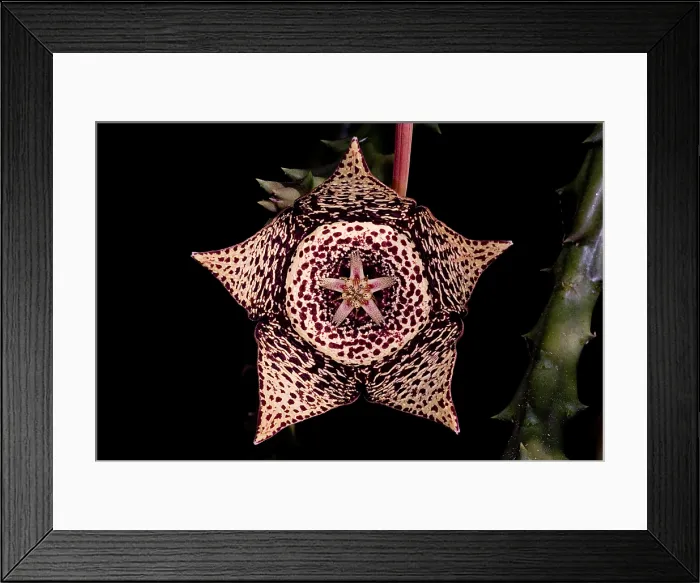 Framed Print : Stapelia Flower Framed Print : Stapelia Flower
