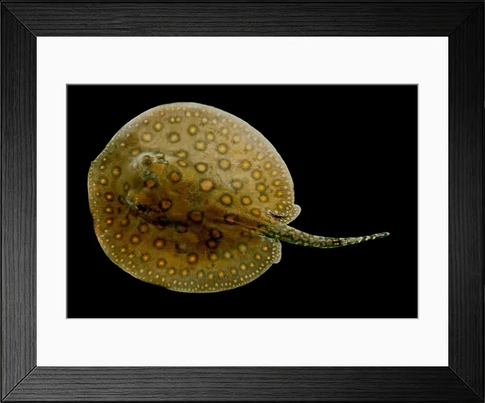 Framed Print : Freshwater Stingray