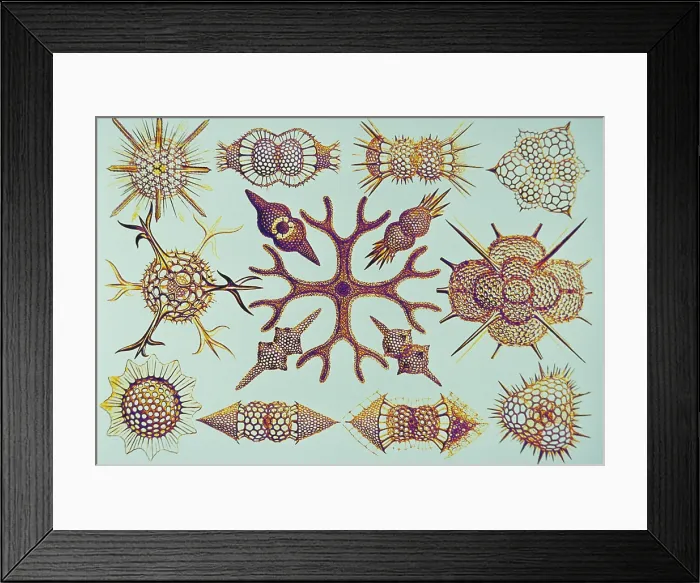 Framed Print : Radiolarians (after Ernst Haeckel)