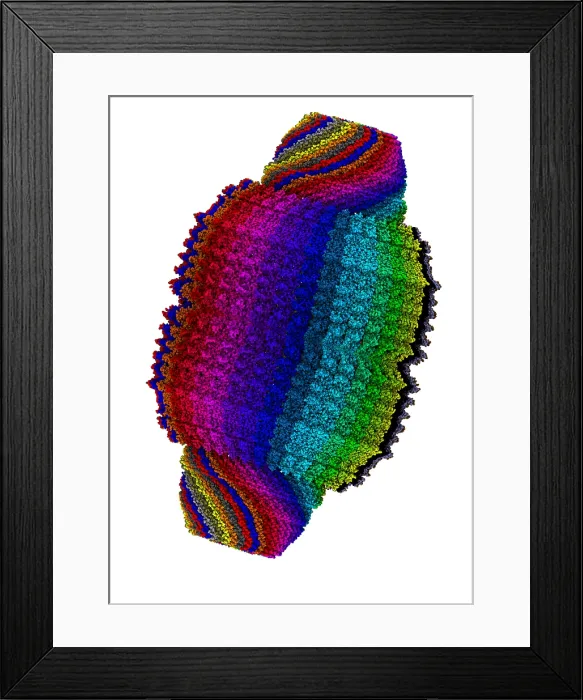 Framed Print : Vault Cytoplasmic Ribonucleoprotein Framed Print : Vault Cytoplasmic Ribonucleoprotein