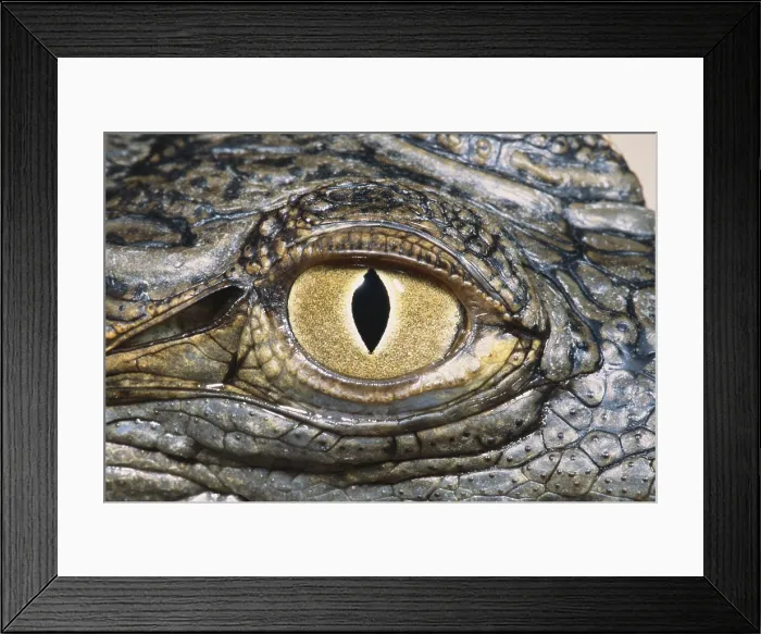 Framed Print : Nile Crocodile Eye Framed Print : Nile Crocodile Eye