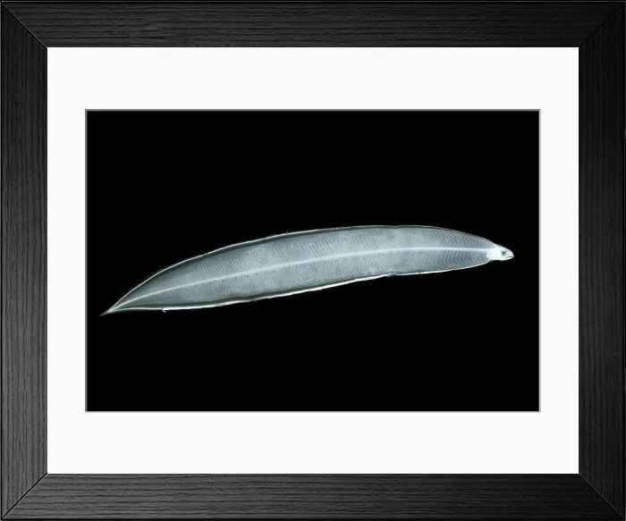 Framed Print : Conger Eel (Rhynchoconger flavus)