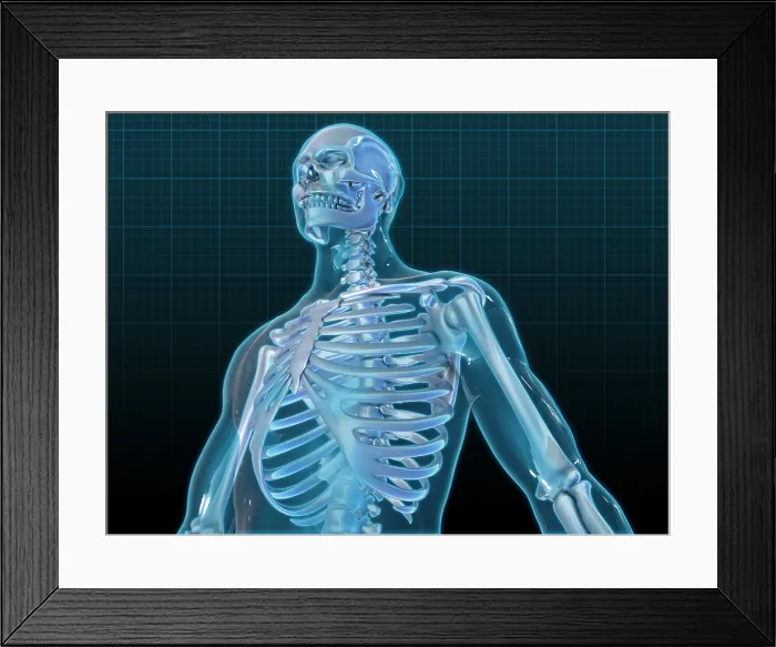 Framed Print : Human Skeleton, artwork Framed Print : Human Skeleton, artwork