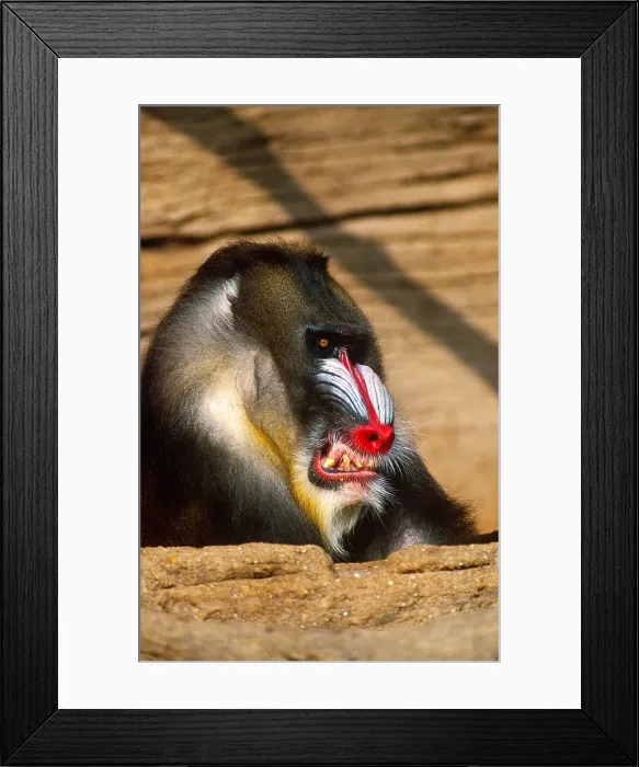 Framed Print : Mandrill Aggressive Display Framed Print : Mandrill Aggressive Display