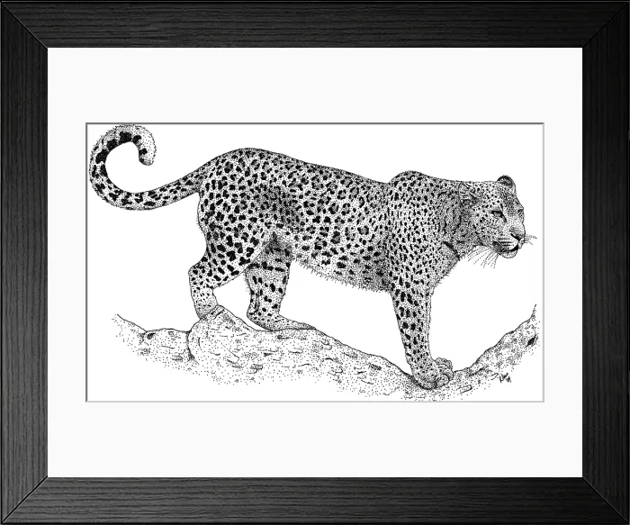 Framed Print : Leopard. Pen and ink illustration of a Leopard (Panthera pardus) Framed Print : Leopard. Pen and ink illustration of a Leopard (Panthera pardus)