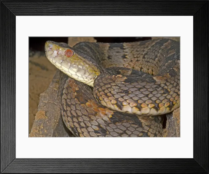 Framed Print : Pit Viper. Bothrops brazili is a terrestrial viper Framed Print : Pit Viper. Bothrops brazili is a terrestrial viper