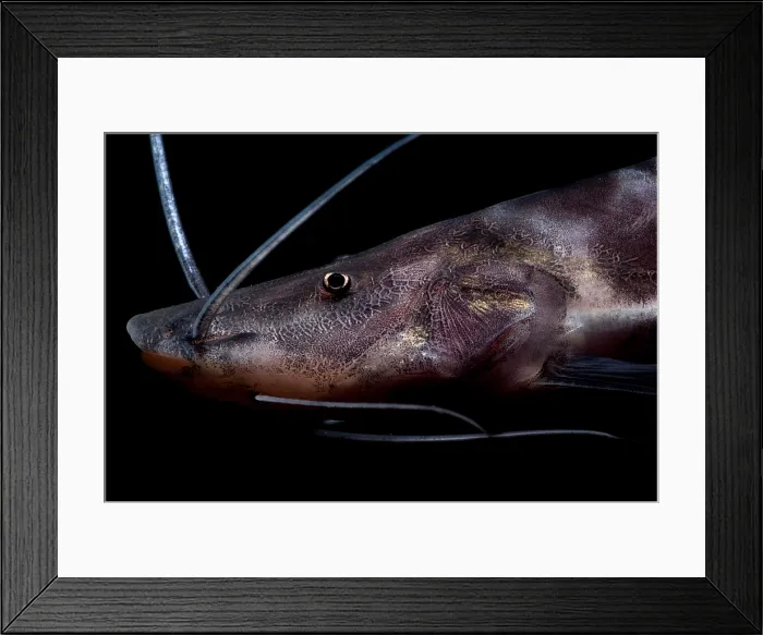 Framed Print : Zebra Catfish Framed Print : Zebra Catfish