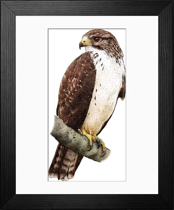 Framed Print : Short-Tailed-Hawk Framed Print : Short-Tailed-Hawk