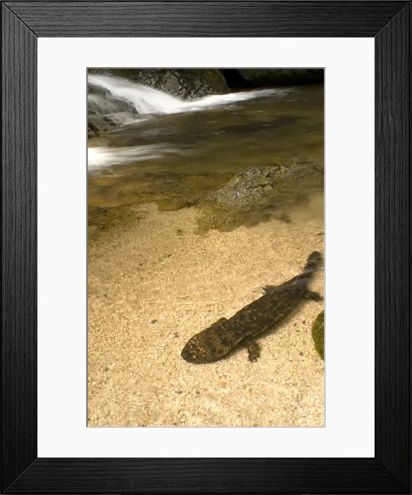 Framed Print : Japanese Giant Salamander Framed Print : Japanese Giant Salamander