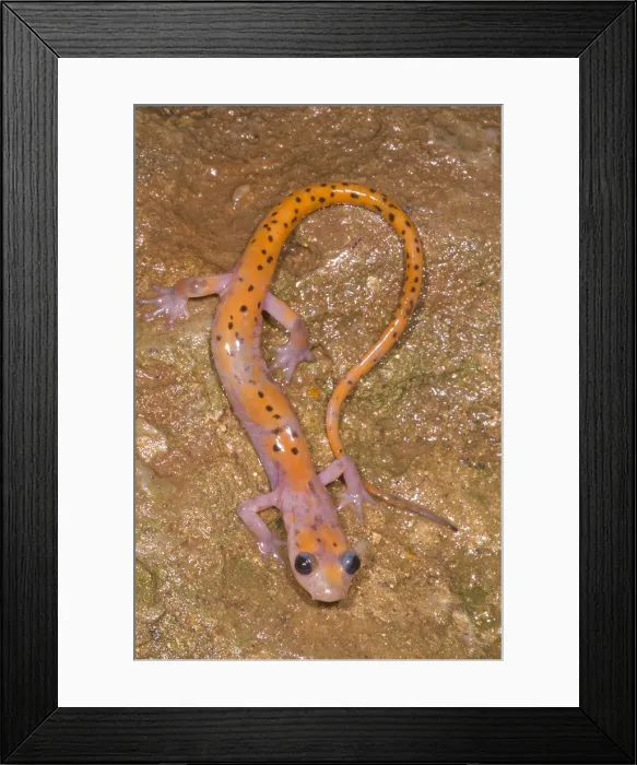 Framed Print : Cave Salamander Framed Print : Cave Salamander