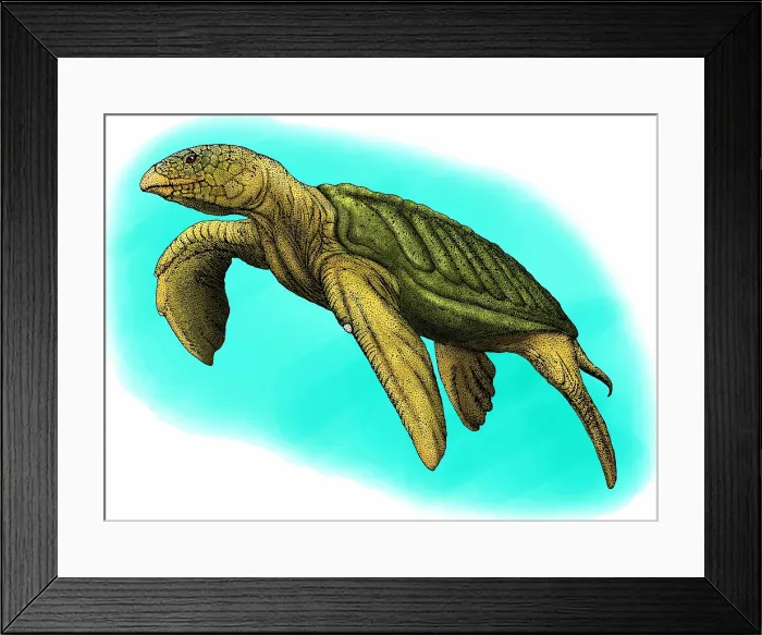 Framed Print : Archelon is a genus of extinct turtles Framed Print : Archelon is a genus of extinct turtles