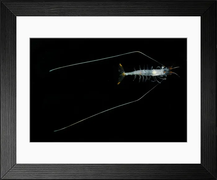Framed Print : Shrimp (Funchalia villosa) Framed Print : Shrimp (Funchalia villosa)