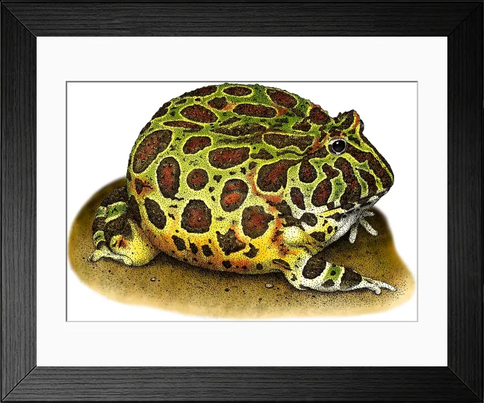 Framed Print : Ornate Horned Frog Framed Print : Ornate Horned Frog