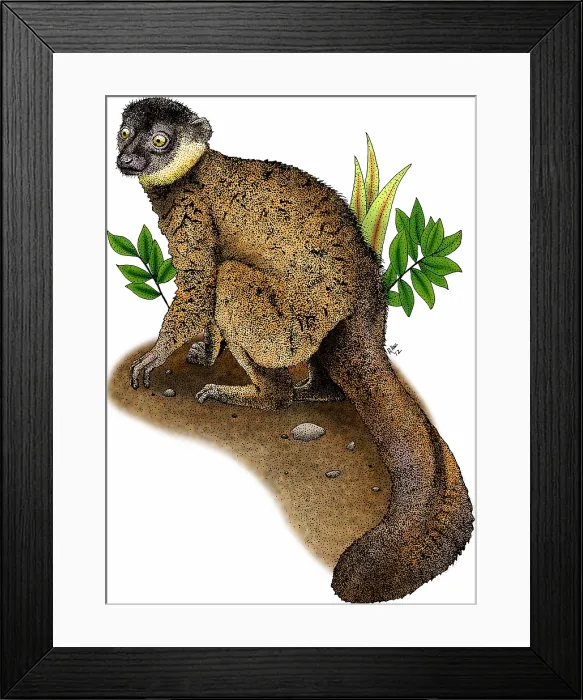 Framed Print : Common brown lemur Framed Print : Common brown lemur