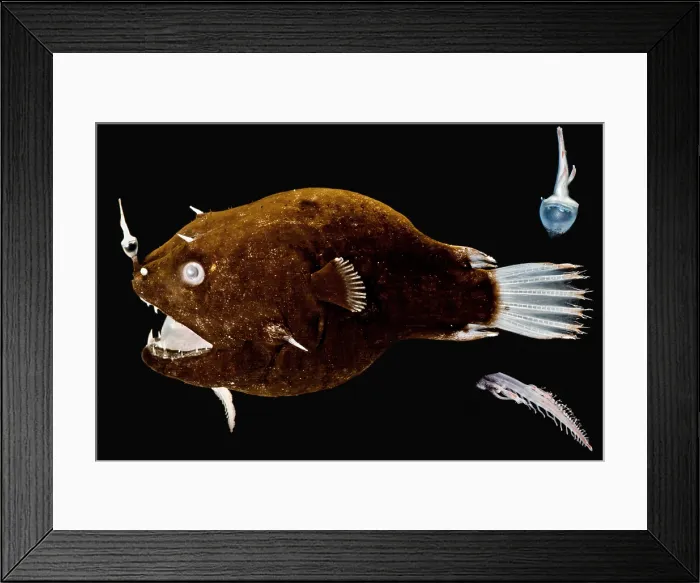 Framed Print : Female anglerfish (Linophryne sp.) Framed Print : Female anglerfish (Linophryne sp.)