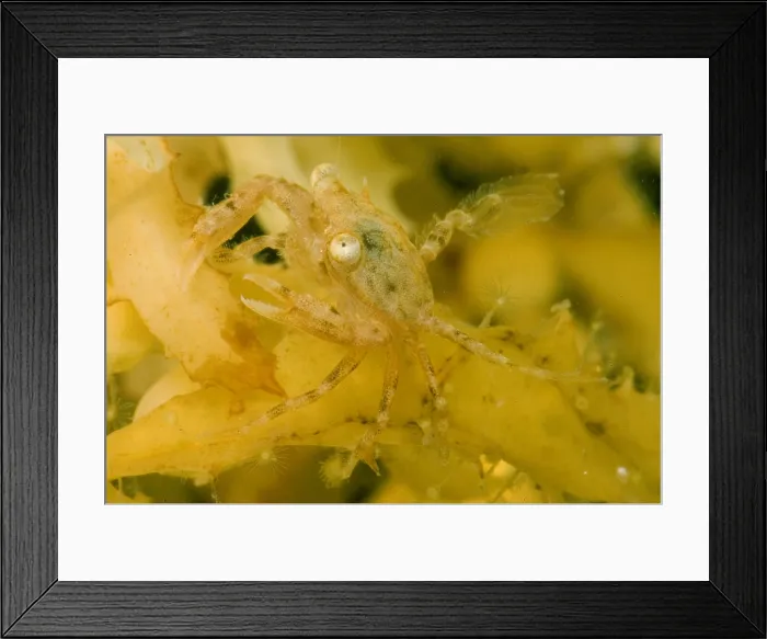 Framed Print : Sargassum Crab Framed Print : Sargassum Crab