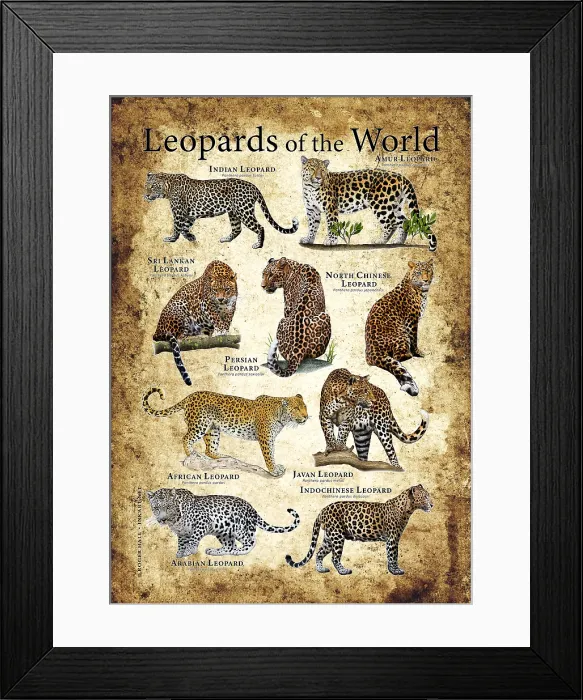 Framed Print : Leopards of the World Framed Print : Leopards of the World