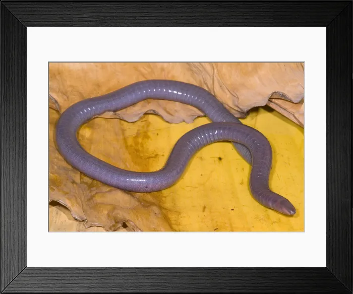 Framed Print : Congo Caecilian Framed Print : Congo Caecilian