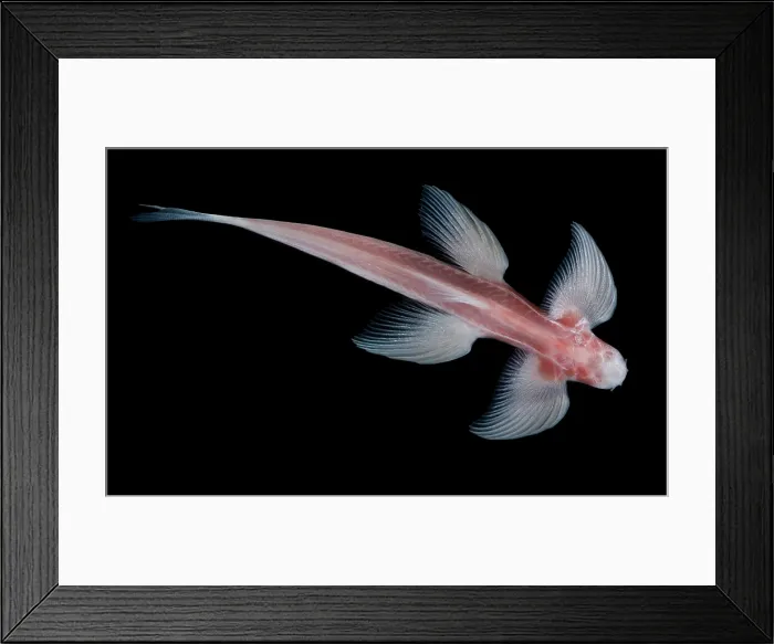 Framed Print : Waterfall Climbing Loach Framed Print : Waterfall Climbing Loach