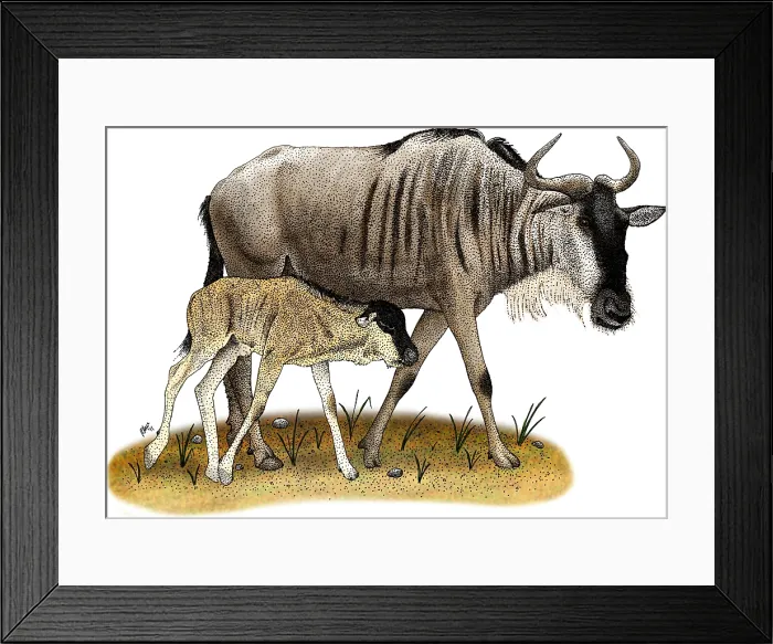 Framed Print : White-Bearded Wildebeest