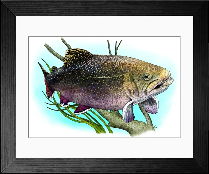 Framed Print : Brook Trout Framed Print : Brook Trout