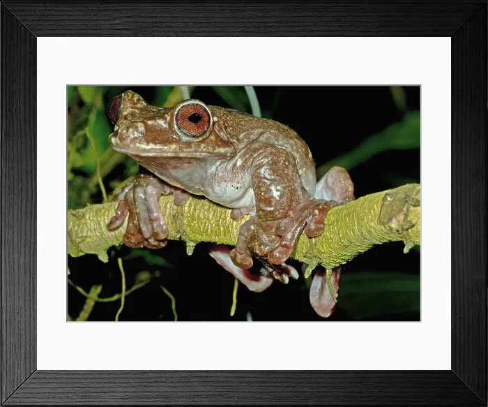 Framed Print : Rabb's Fringe Limb Tree Frog Framed Print : Rabb's Fringe Limb Tree Frog