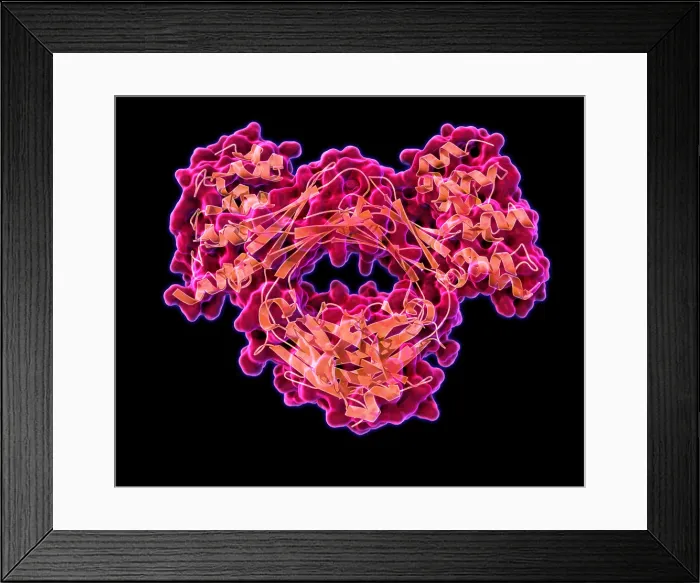 Framed Print : Immunoglobulin E, antibody Framed Print : Immunoglobulin E, antibody