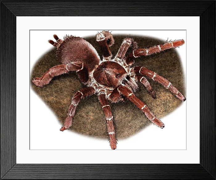 Framed Print : King Baboon Spider, P. muticus, Illustration Framed Print : King Baboon Spider, P. muticus, Illustration
