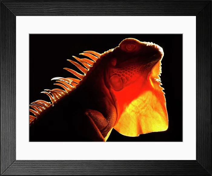 Framed Print : Crimson Phase Green Iguana