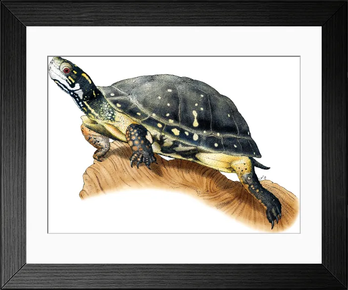 Framed Print : Spotted Turtle Framed Print : Spotted Turtle
