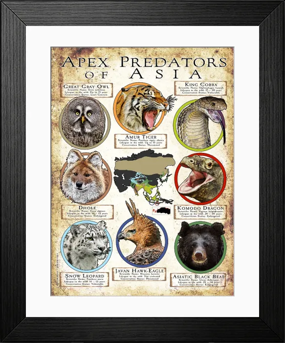 Framed Print : Apex Predators of Asia Framed Print : Apex Predators of Asia