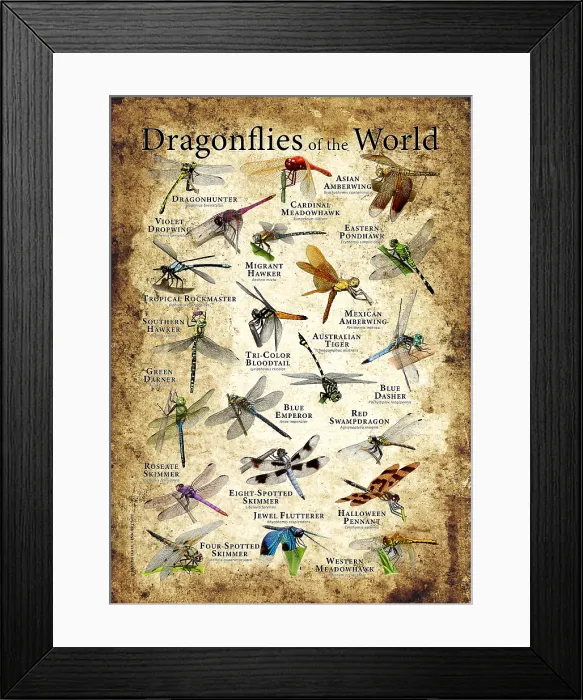 Framed Print : Dragonflies of the World Framed Print : Dragonflies of the World