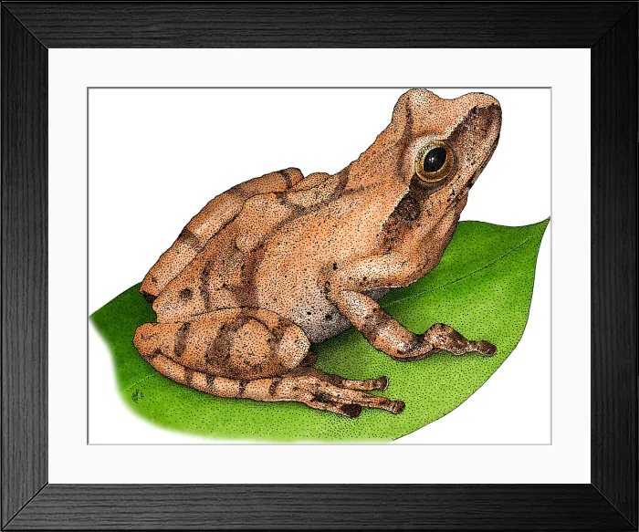 Framed Print : Spring Peeper Framed Print : Spring Peeper