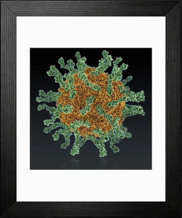 Framed Print : Poliovirus Type I Framed Print : Poliovirus Type I