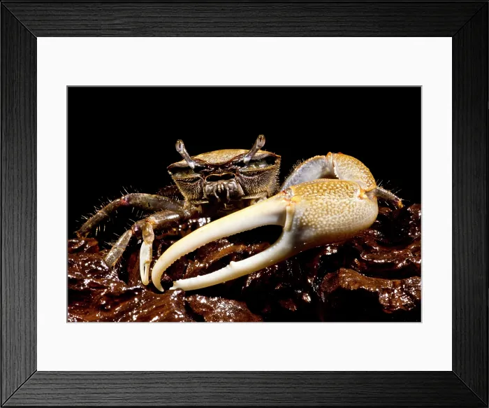 Framed Print : Fiddler Crab Framed Print : Fiddler Crab