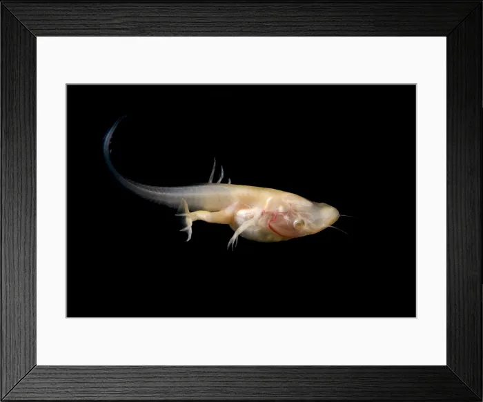Framed Print : African Clawed Frog tadpole Framed Print : African Clawed Frog tadpole