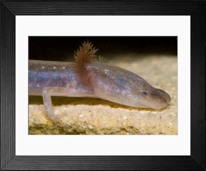 Framed Print : Austin Blind Salmander
