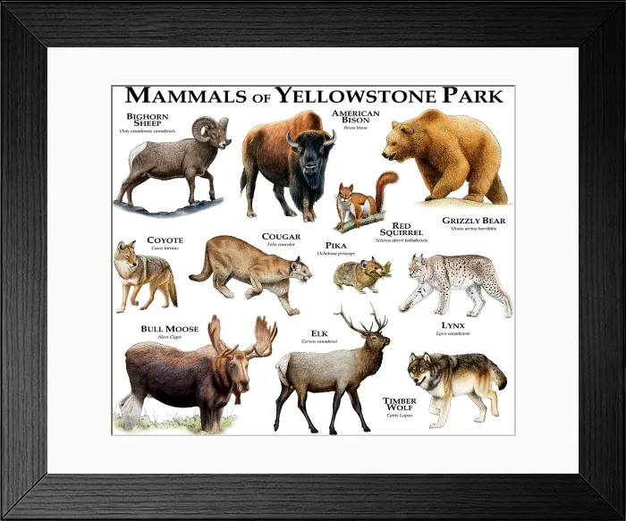 Framed Print : Mammals of Yellowstone Park