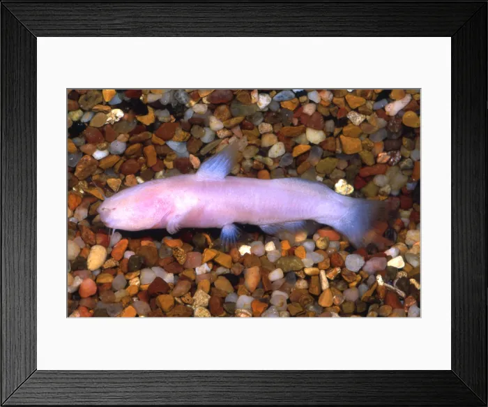 Framed Print : Mexican Blindcat Framed Print : Mexican Blindcat