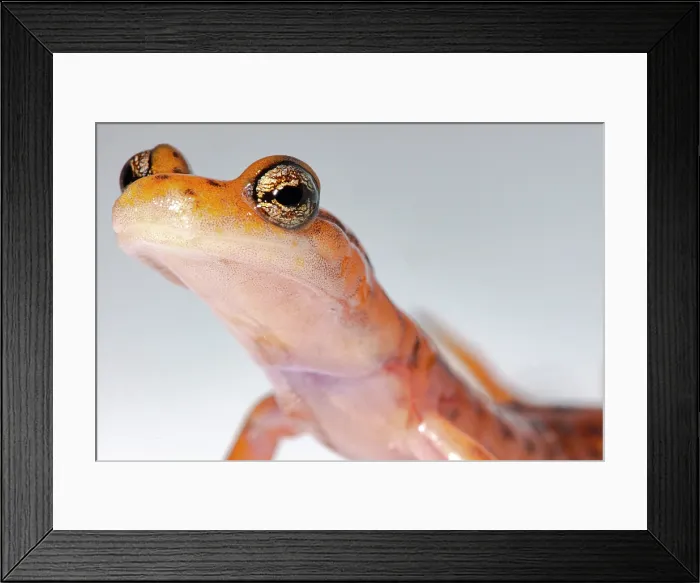 Framed Print : Cave Salamander, Eurycea lucifuga Framed Print : Cave Salamander, Eurycea lucifuga