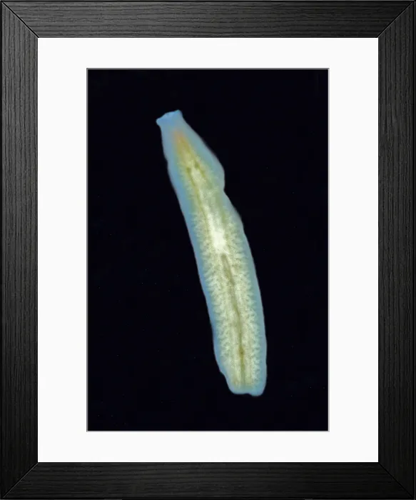 Framed Print : Groundwater Flatworm Framed Print : Groundwater Flatworm