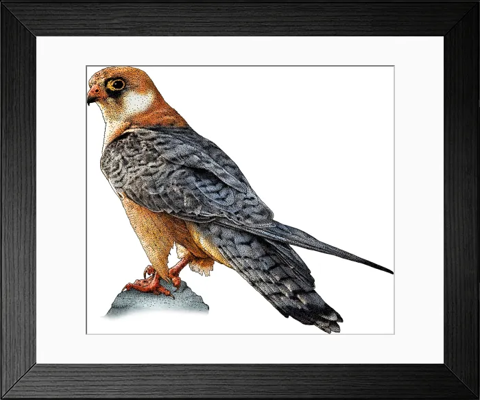 Framed Print : Red footed falcon