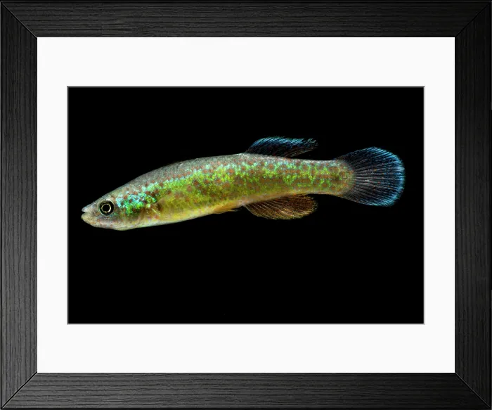Framed Print : Endangered Barrens Topminnow Framed Print : Endangered Barrens Topminnow
