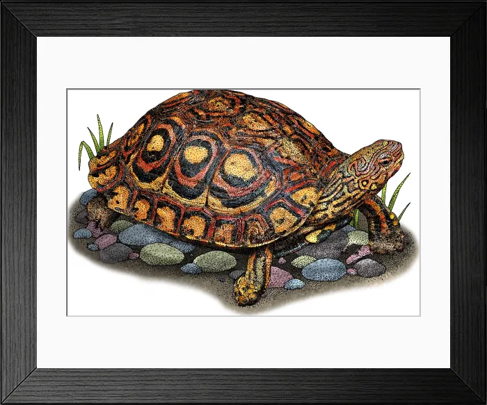 Framed Print : Painted Wood Turtle Framed Print : Painted Wood Turtle