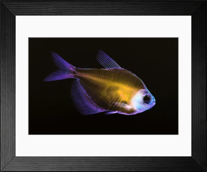 Framed Print : Fish Skeleton Framed Print : Fish Skeleton