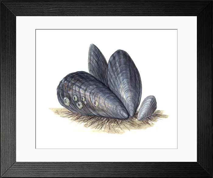 Framed Print : Mussels. Illustration of mussels Framed Print : Mussels. Illustration of mussels